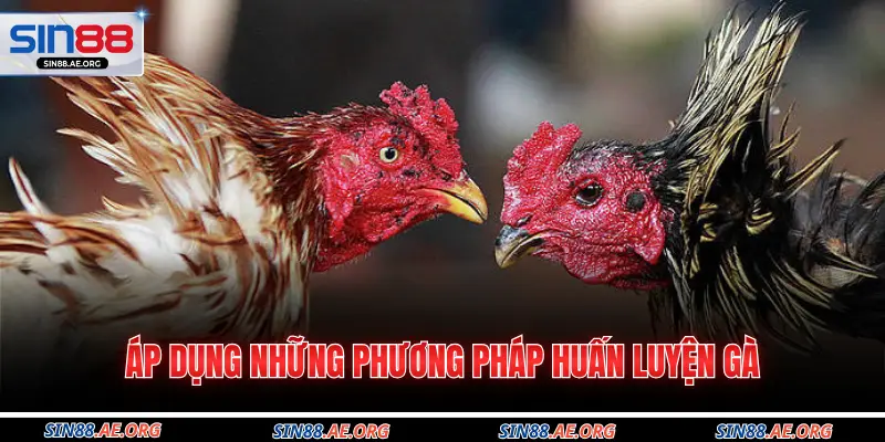 Áp dụng những phương pháp huấn luyện gà