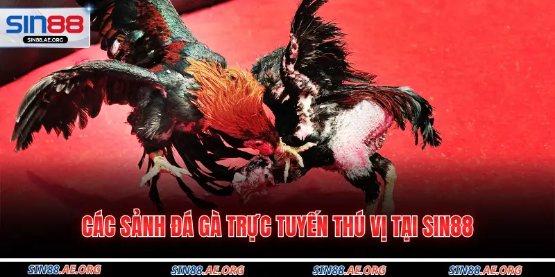 Các sảnh đá gà trực tuyến thú vị tại Sin88