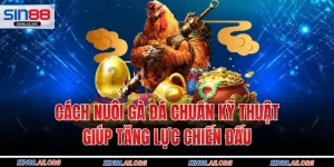 Cách Nuôi Gà Đá Chuẩn Kỹ Thuật Giúp Tăng Lực Chiến Đấu