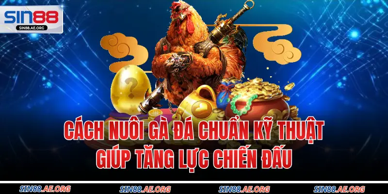 Cách Nuôi Gà Đá Chuẩn Kỹ Thuật Giúp Tăng Lực Chiến Đấu
