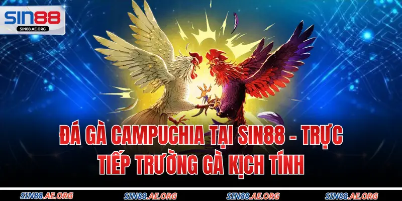 Đá Gà Campuchia Tại Sin88 – Trực Tiếp Trường Gà Kịch Tính