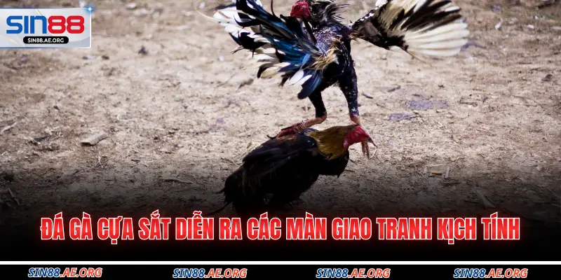 Đá gà cựa sắt diễn ra các màn giao tranh kịch tính