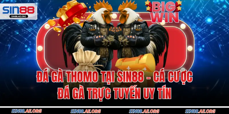 Đá Gà Thomo Tại Sin88 – Cá Cược Đá Gà Trực Tuyến Uy Tín