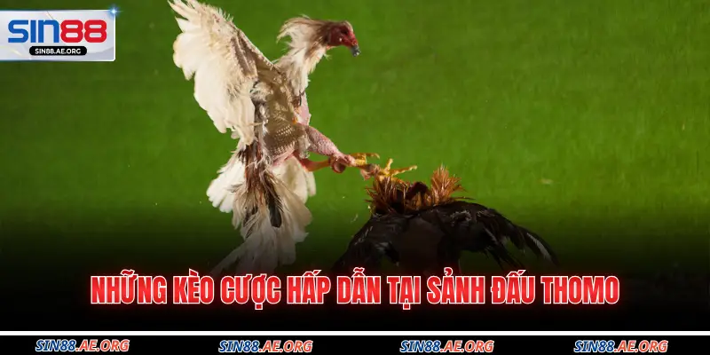 Những kèo cược hấp dẫn tại sảnh đấu thomo