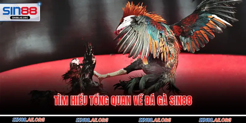Tìm hiểu tổng quan về đá gà Sin88