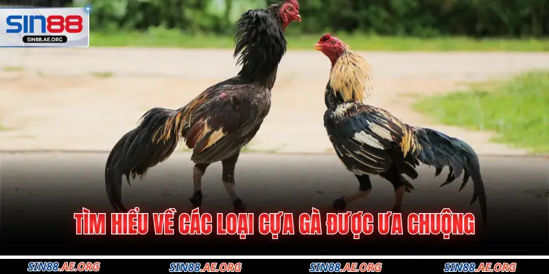 Tìm hiểu về các loại cựa gà được ưa chuộng